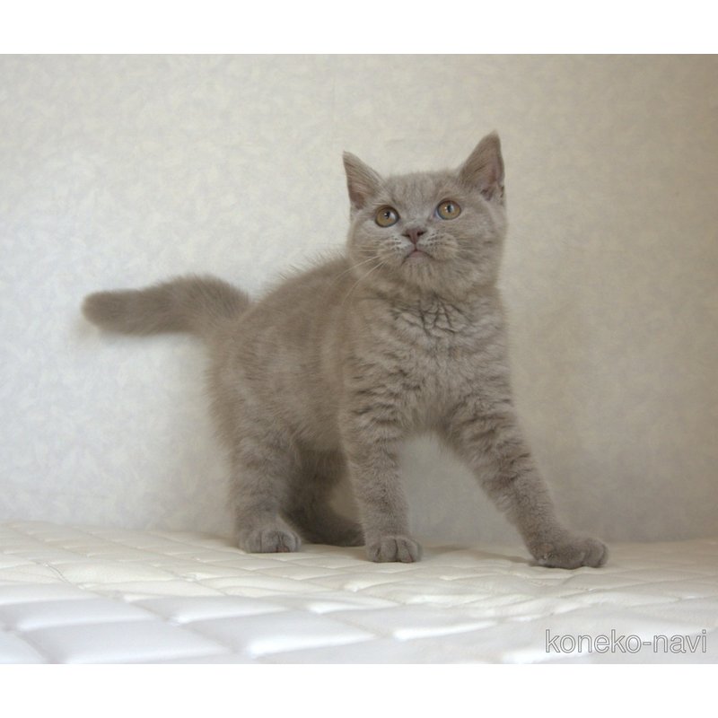 販売中の静岡県のブリティッシュショートヘア-116520の2枚目